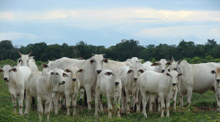 Estratégias de alimentação para engorda eficiente de vacas de descarte