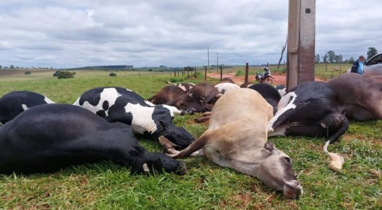 Descarga elétrica provoca tragédia em Altônia com 19 vacas mortas