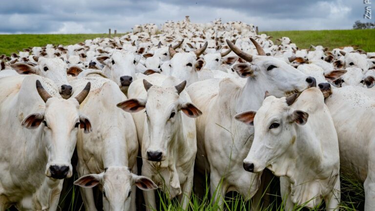 Expectativas para os preços da arroba do boi gordo até o fim de 2025