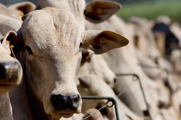 Brasil deve terminar 8,25 milhões de bovinos em confinamento até 2025