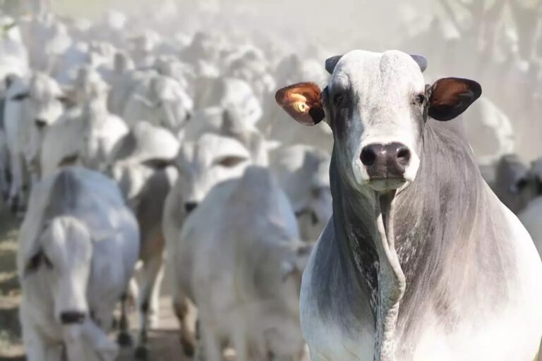 Mercado do boi gordo em alta: cotação supera R$ 331