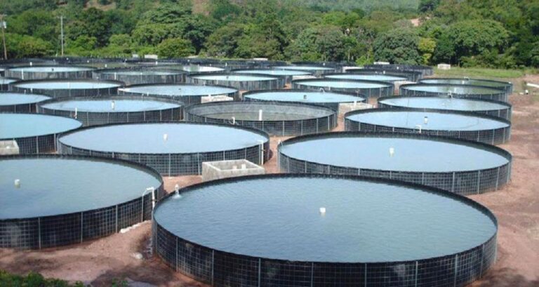 Crescimento da piscicultura no Sudeste e sua liderança nacional em 2024