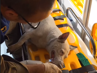 Cachorrinha é resgatada por bombeiros durante incêndio em residência no bairro Alto, em Curitiba