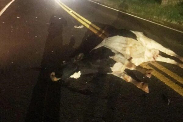 Veículo colide com vaca solta na pista e mobiliza socorristas em Terra Roxa