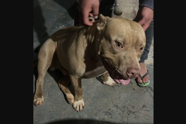 Cachorro da raça Pitbull é encontrado no bairro Santa Cruz e aguarda reencontro com tutor