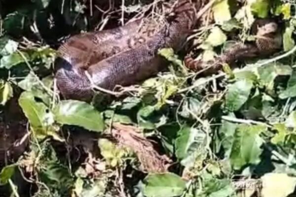 ‘Vi ela brilhando’, diz guia de pesca ao flagrar sucuri no Rio Paraná