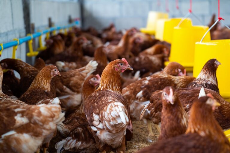 Produção de aves no Brasil bate recorde em 2024