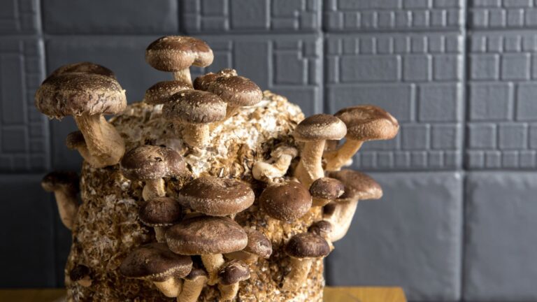 Fungos podem substituir metal em processadores, aponta pesquisa