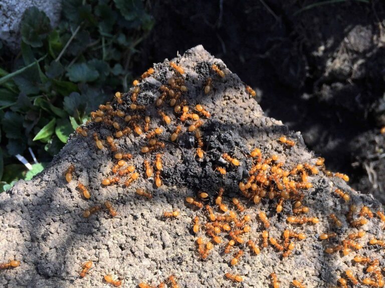 Parasita induz formigas a matarem sua própria rainha