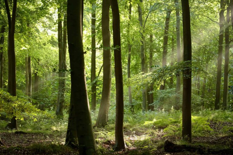 Alemanha anuncia investimento significativo em fundo florestal brasileiro