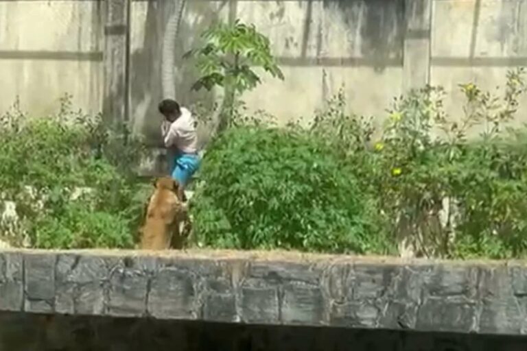 Conselho de Veterinária exige apuração após morte de homem em jaula de leoa