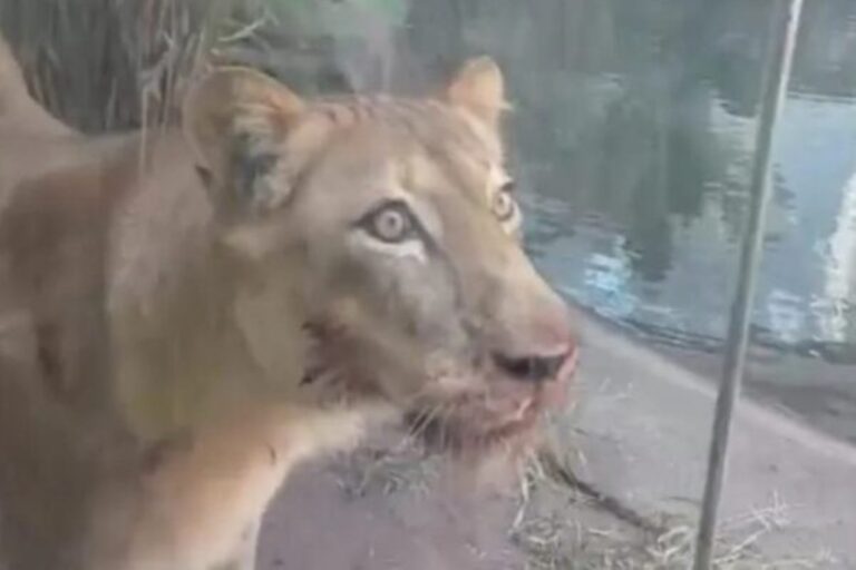 Veterinário afirma que leoa envolvida em ataque a homem está bem