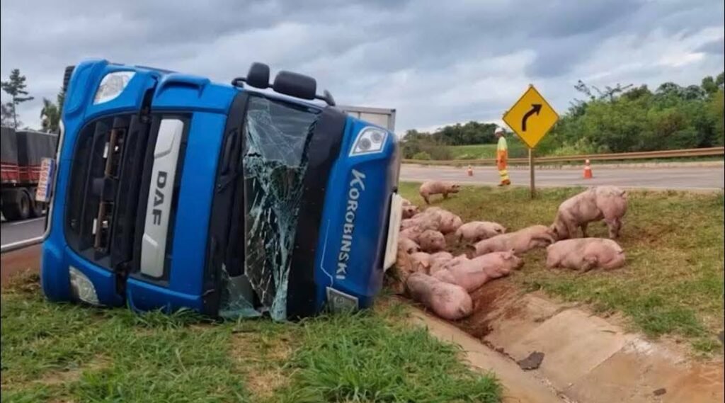 Suínos ficaram espalhados na beira da rodovia (Foto: Divulgação/CGN)