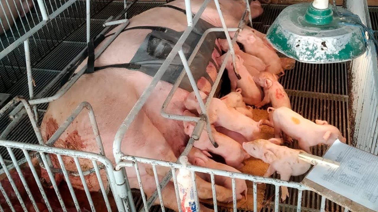 Foto: Governo do Paraná