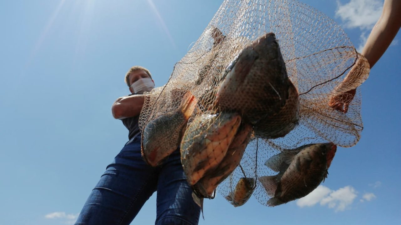 Paraná Faz o Cerco à Tilápia Importada com Nova Lei