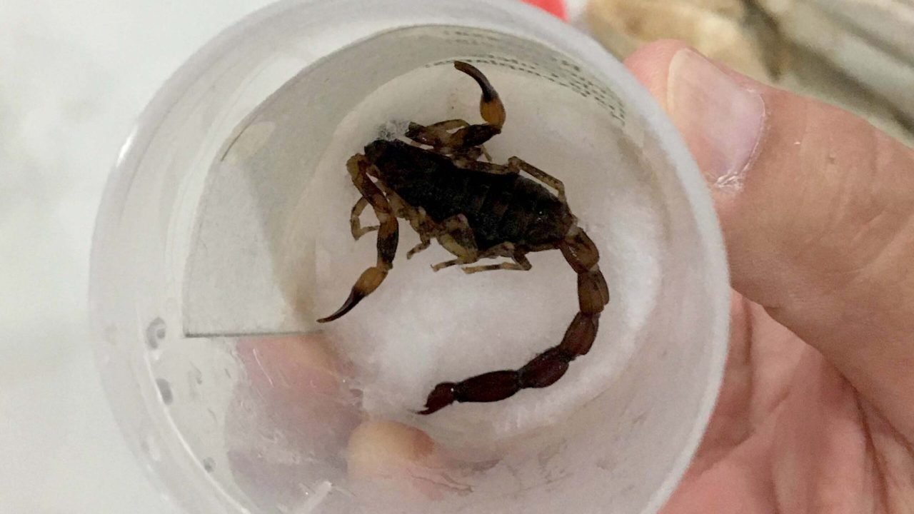 Saúde alerta para risco de acidentes com animais peçonhentos