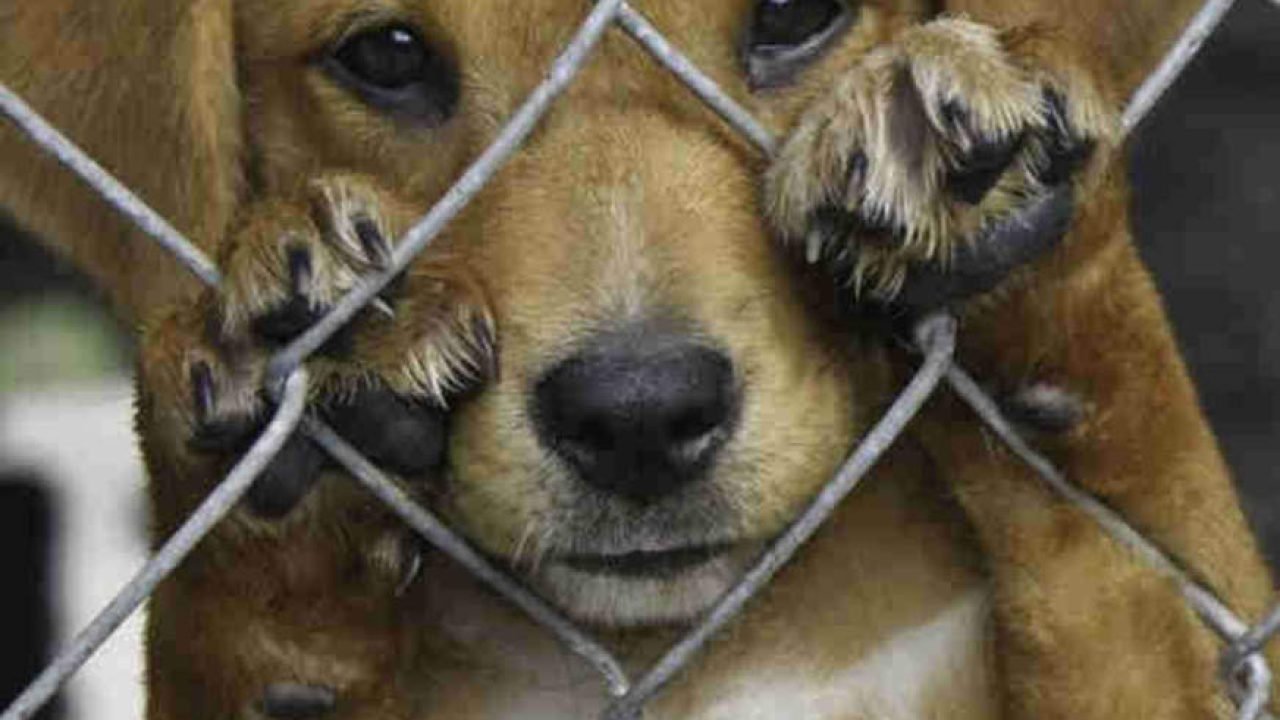 Projeto prevê confisco de bens de condenados por maus-tratos a animais — Foto: g