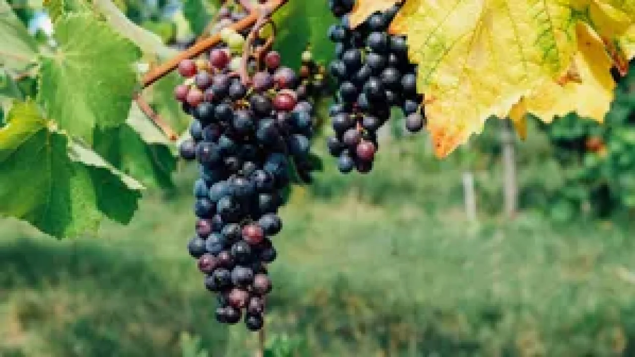 Foto: Logo Tarobá - Branco