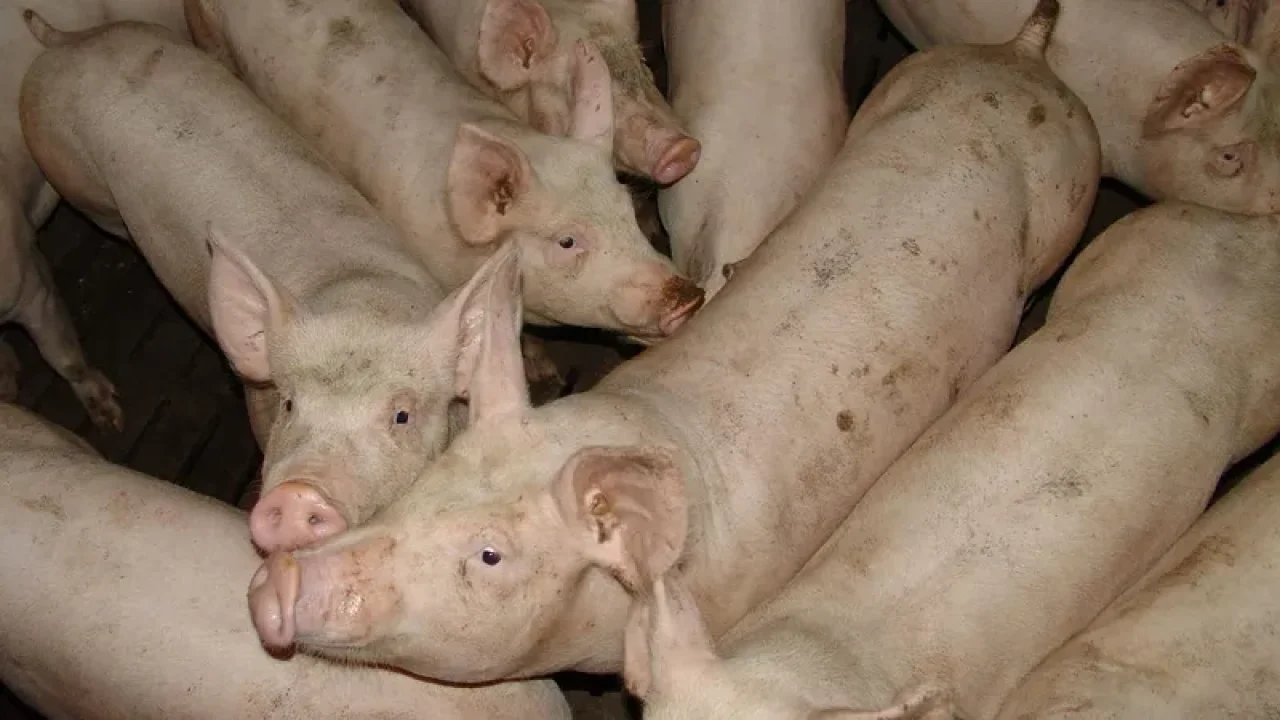 Foto: Reprodução/Agro+