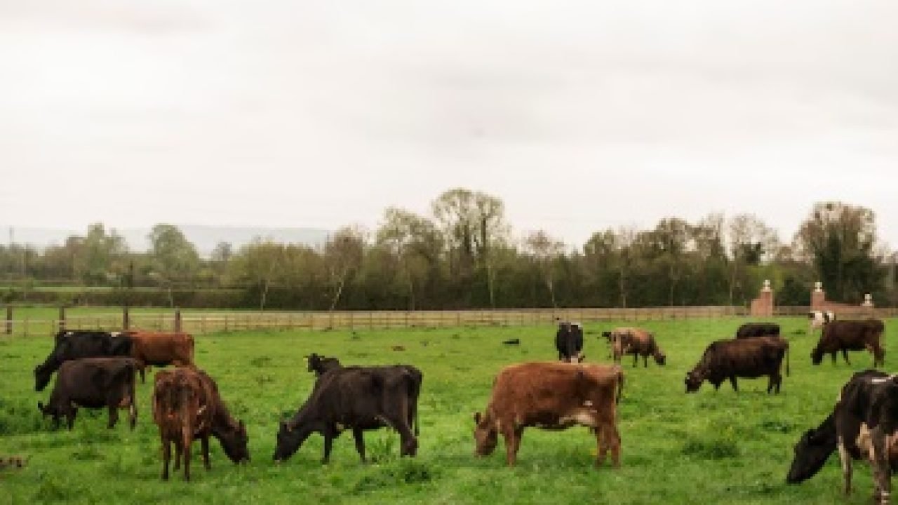 Foto: Rádio Campo Aberto FM - 94.1 a rádio fa família