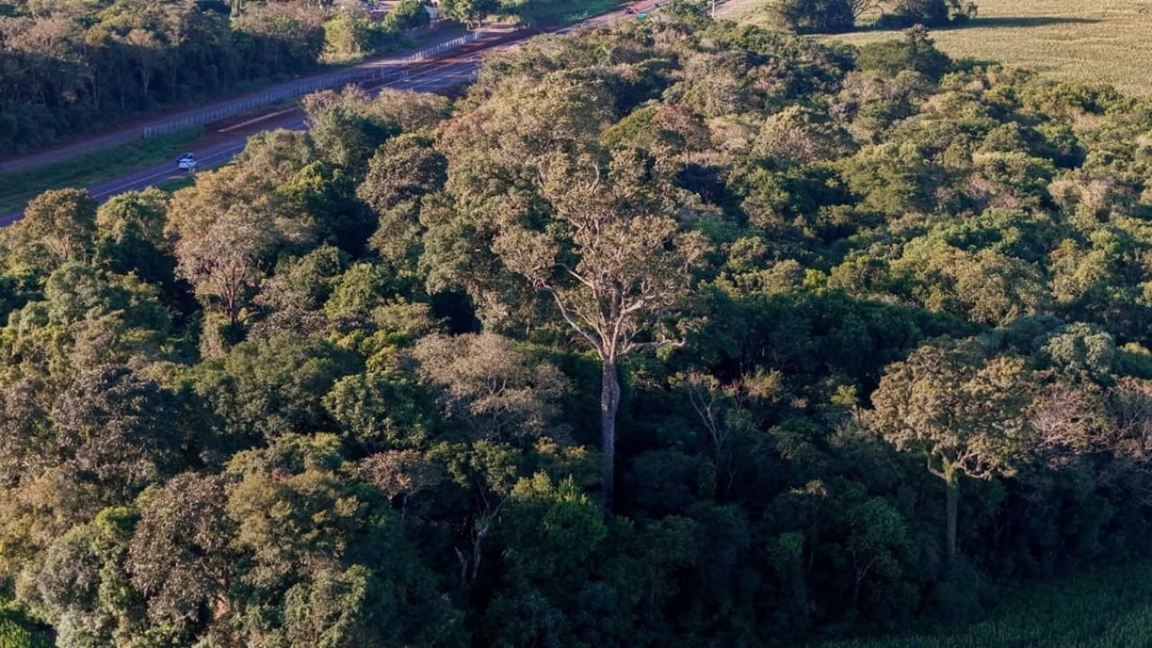 260426-ipe-marcos-labanca