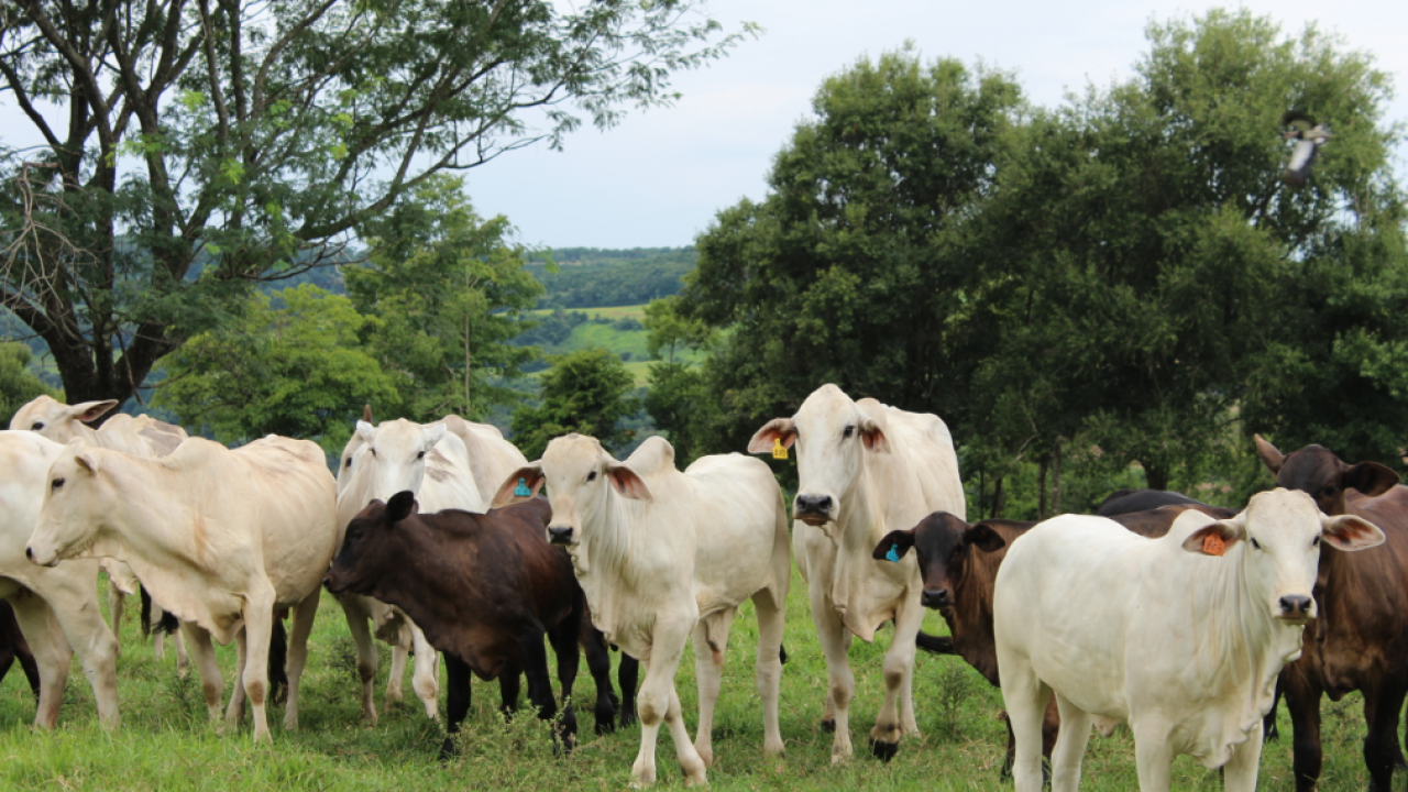 CooperAliança e Sebrae lançam projeto de ultrassonografia de carcaça