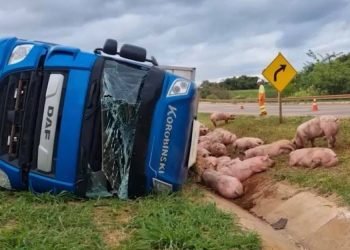 Suínos ficaram espalhados na beira da rodovia (Foto: Divulgação/CGN)