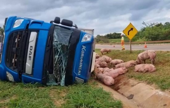 Suínos ficaram espalhados na beira da rodovia (Foto: Divulgação/CGN)