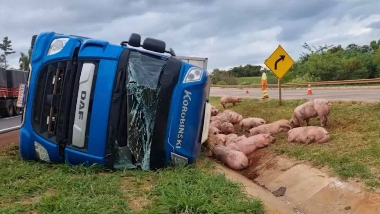 Suínos ficaram espalhados na beira da rodovia (Foto: Divulgação/CGN)