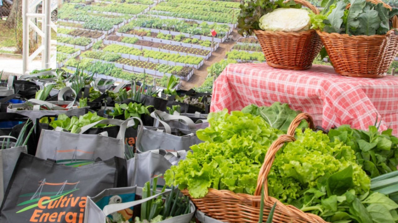 Programa de hortas da Copel ganhou 32 novas unidades em 2025