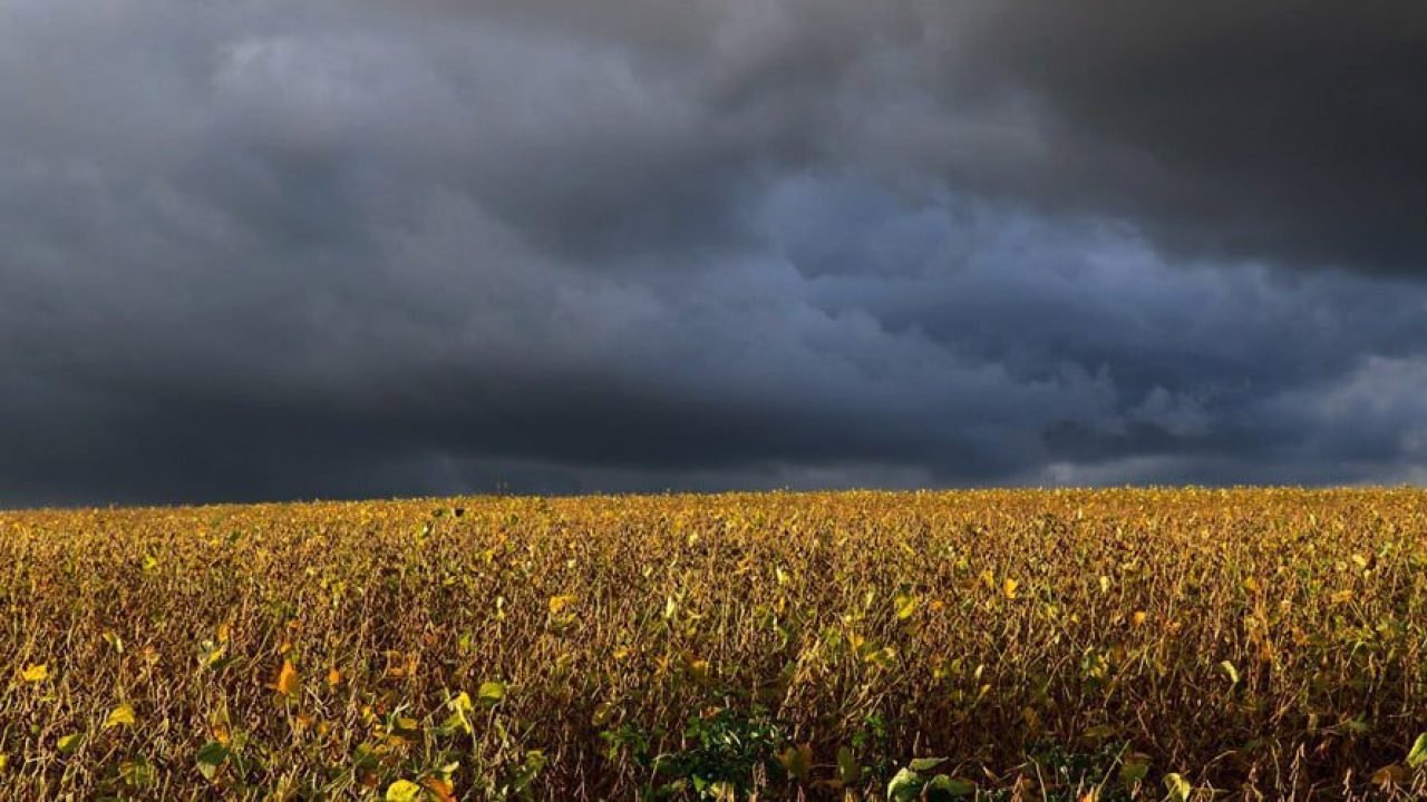 Seguro rural perde fôlego em 2025 e expõe fragilidade da política agrícola