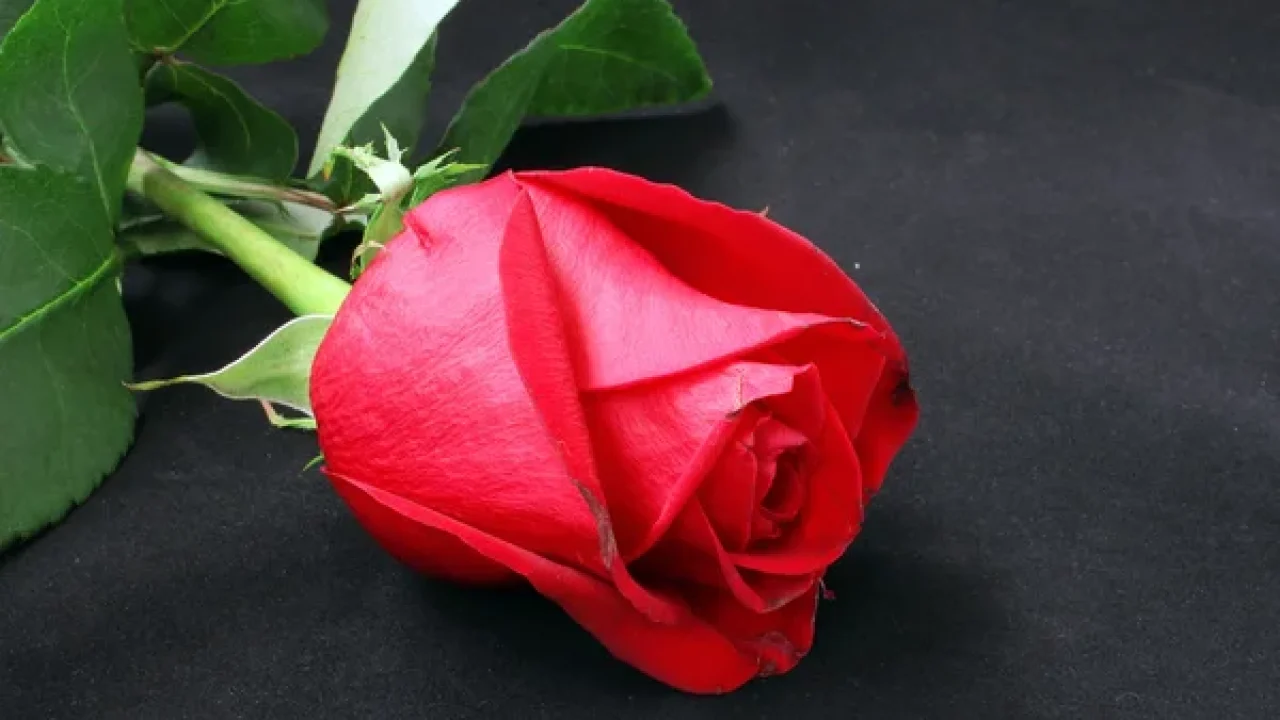 Óbitos deste domingo registrados na Central de Triagem em Guarapuava