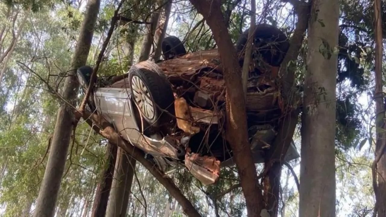 Carro-na-arvore.jpg