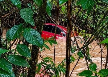 Fox-levado-pela-Chuva.jpg