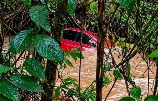 Fox-levado-pela-Chuva.jpg