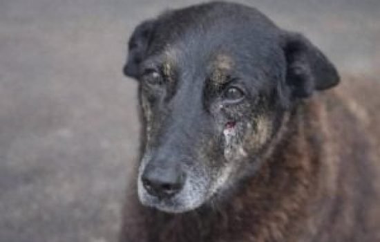 Foto: Crédito da imagem sugerido