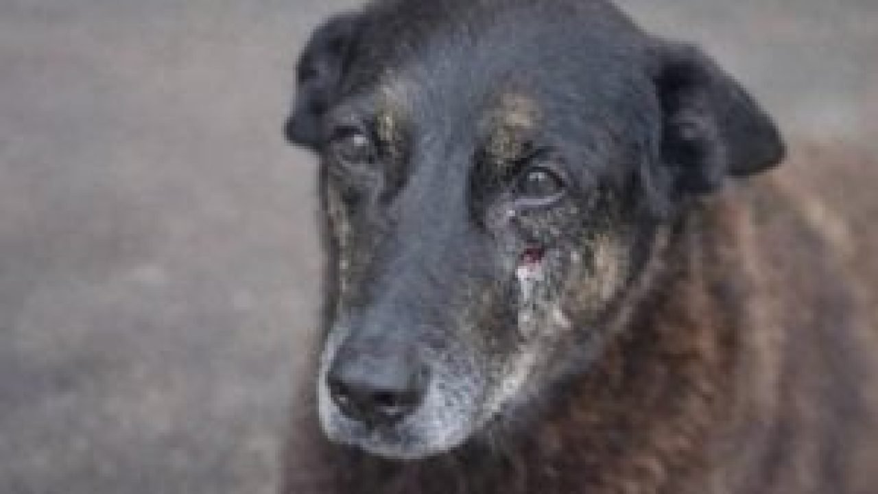 Foto: Crédito da imagem sugerido