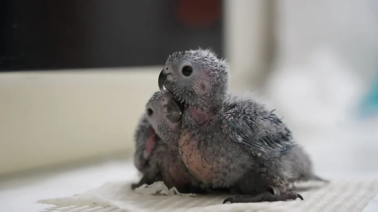 ParquedasAves-Periquitodecarasuja2-1-1024x557-1