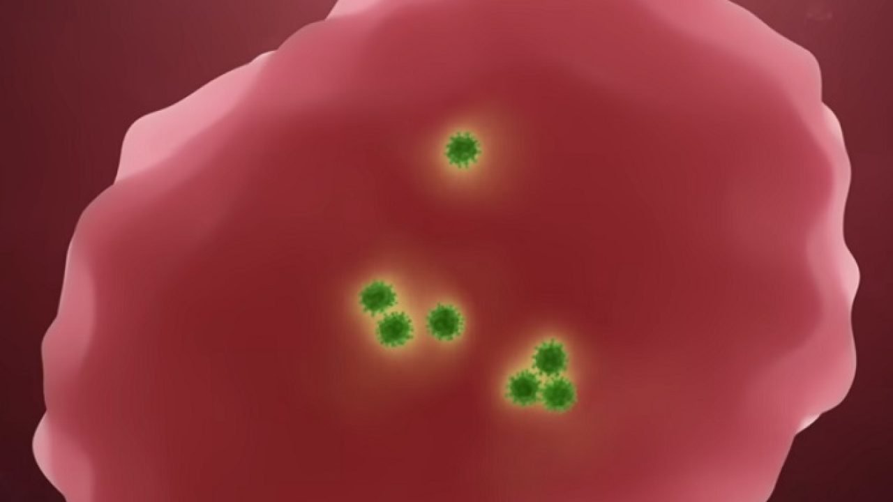 Virus-EBV.jpg