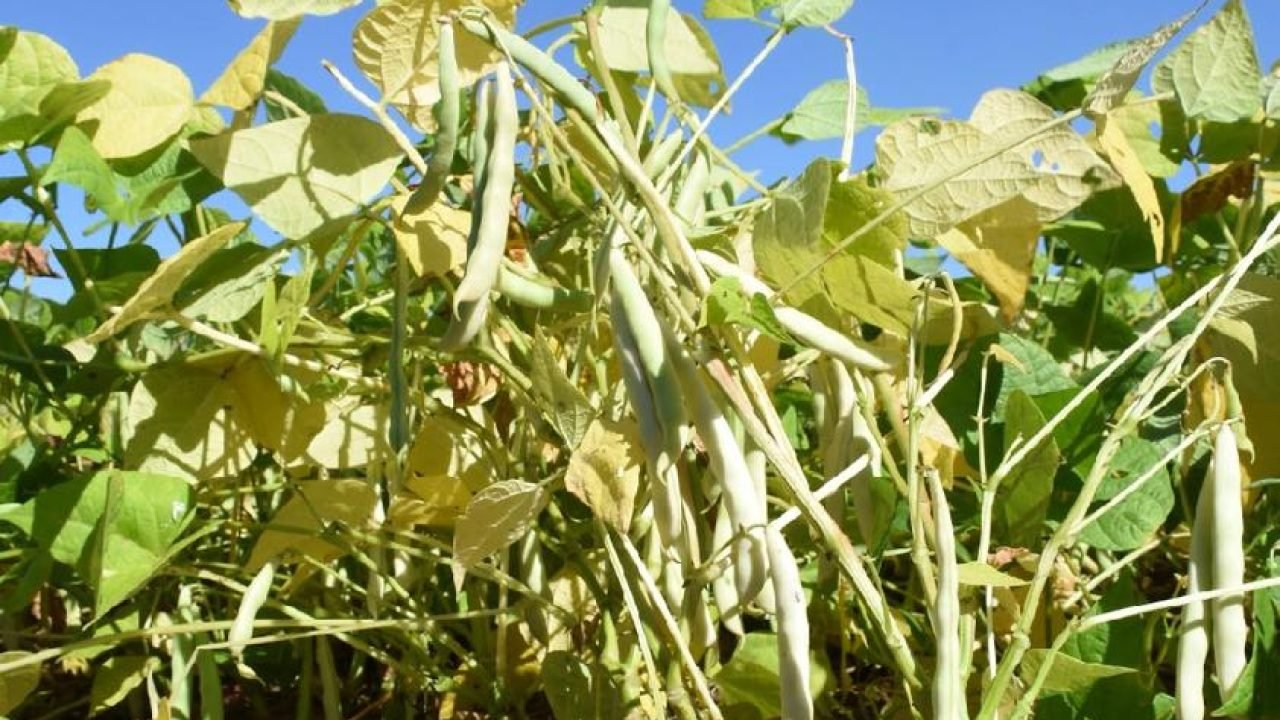 Descubra a importância do feijão na cultura alimentar brasileira e sua relevânci