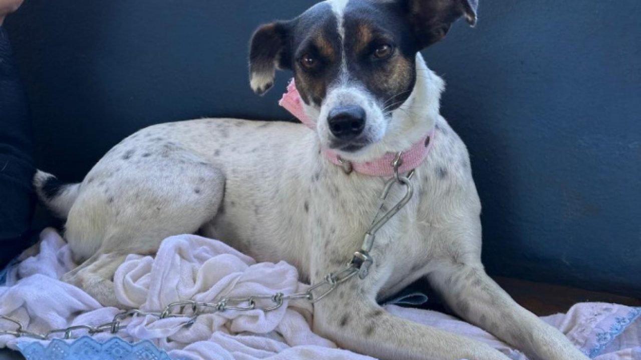 Estado retoma mutirão do CastraPet em 42 municípios em janeiro