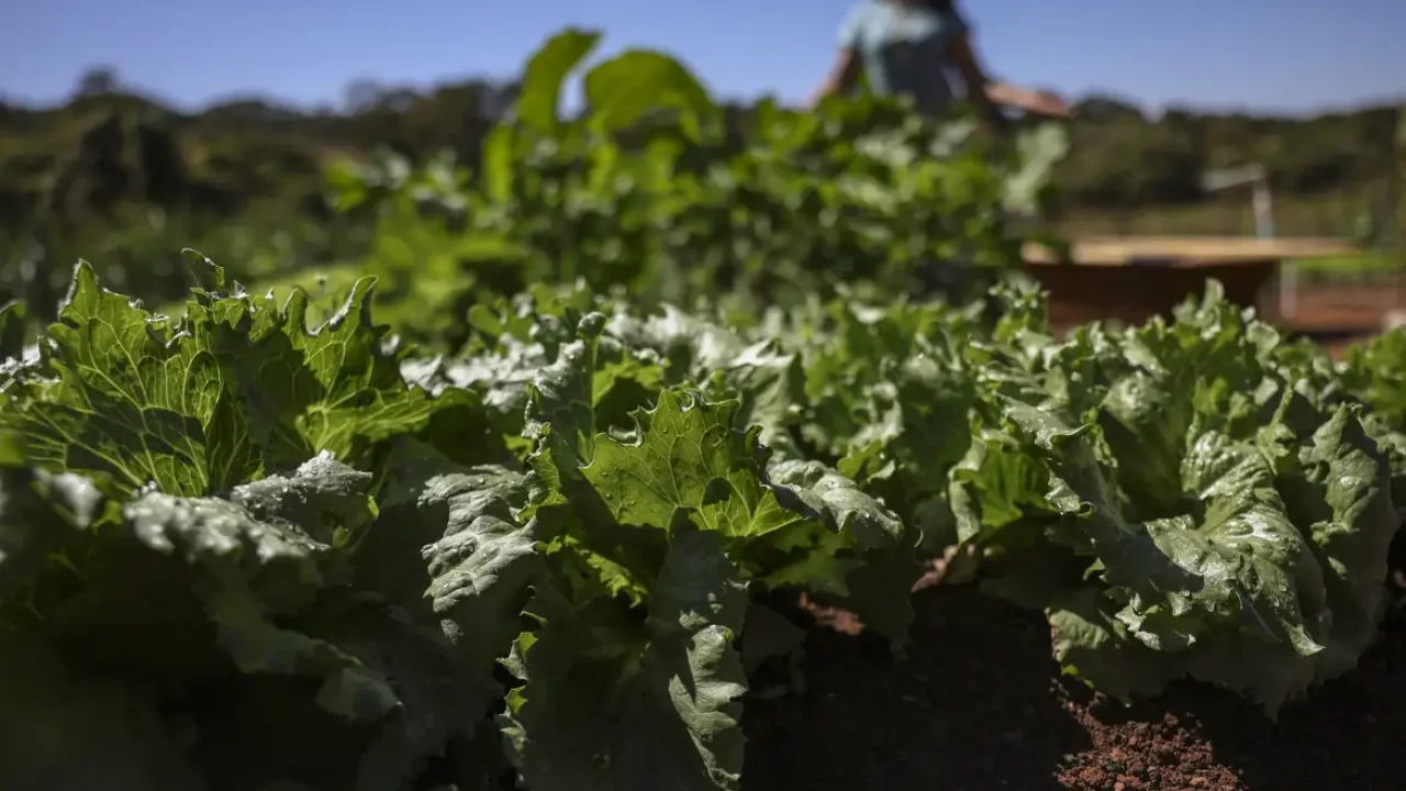 Acordo garante terras a 3 mil famílias em assentamentos na área da Araupel, na região de