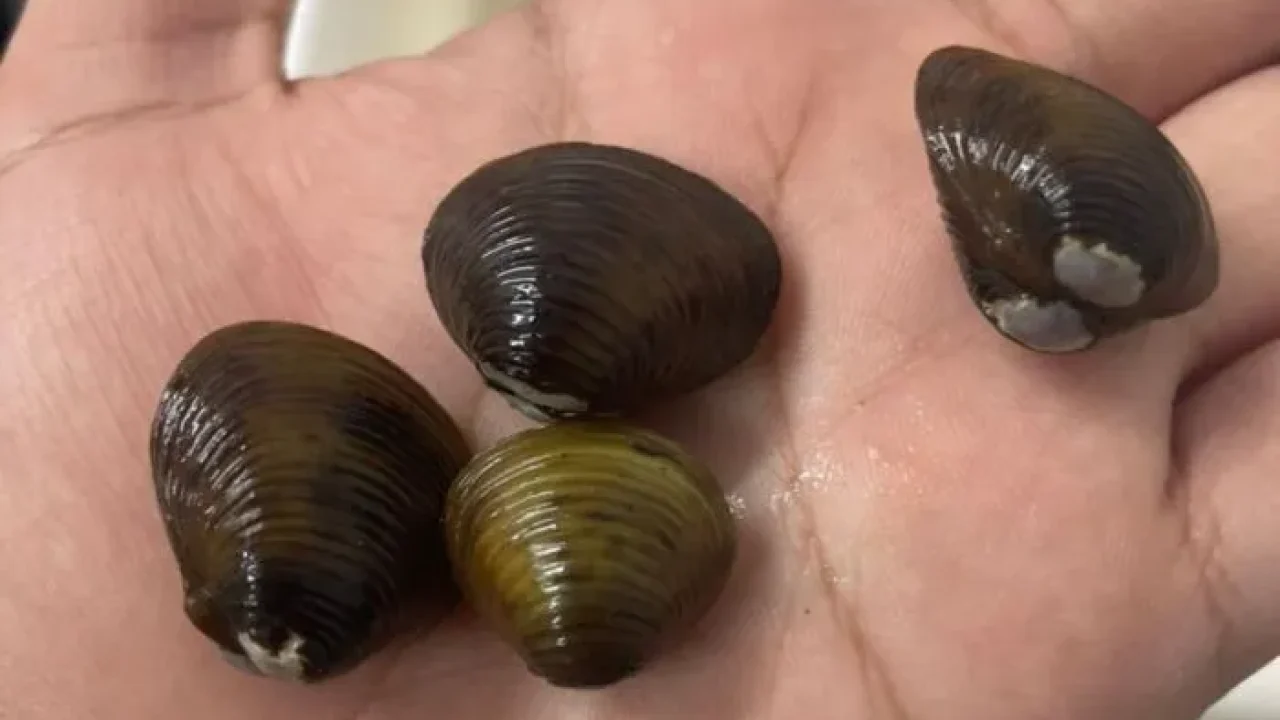 Pesquisa da Unicentro identifica molusco invasor em área próxima a manancial de Guarapuava