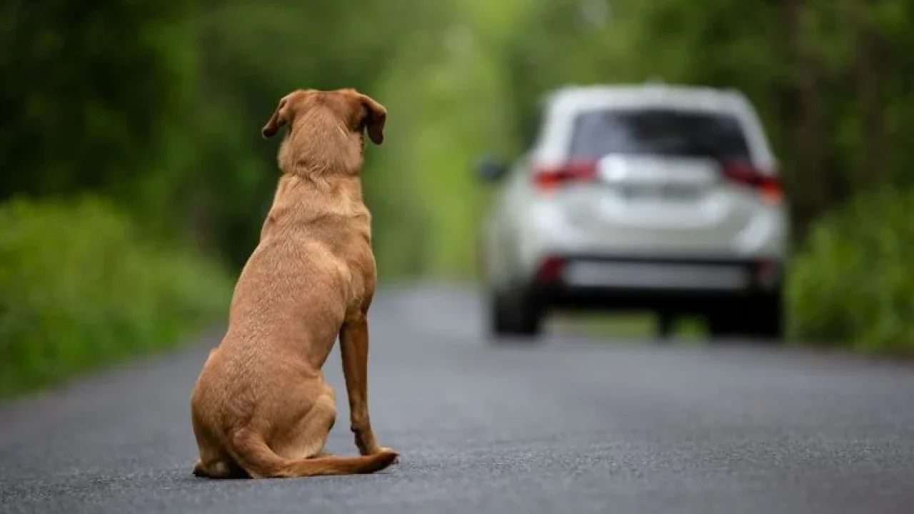 Comissão aprova criação de cadastro nacional de protetores de animais