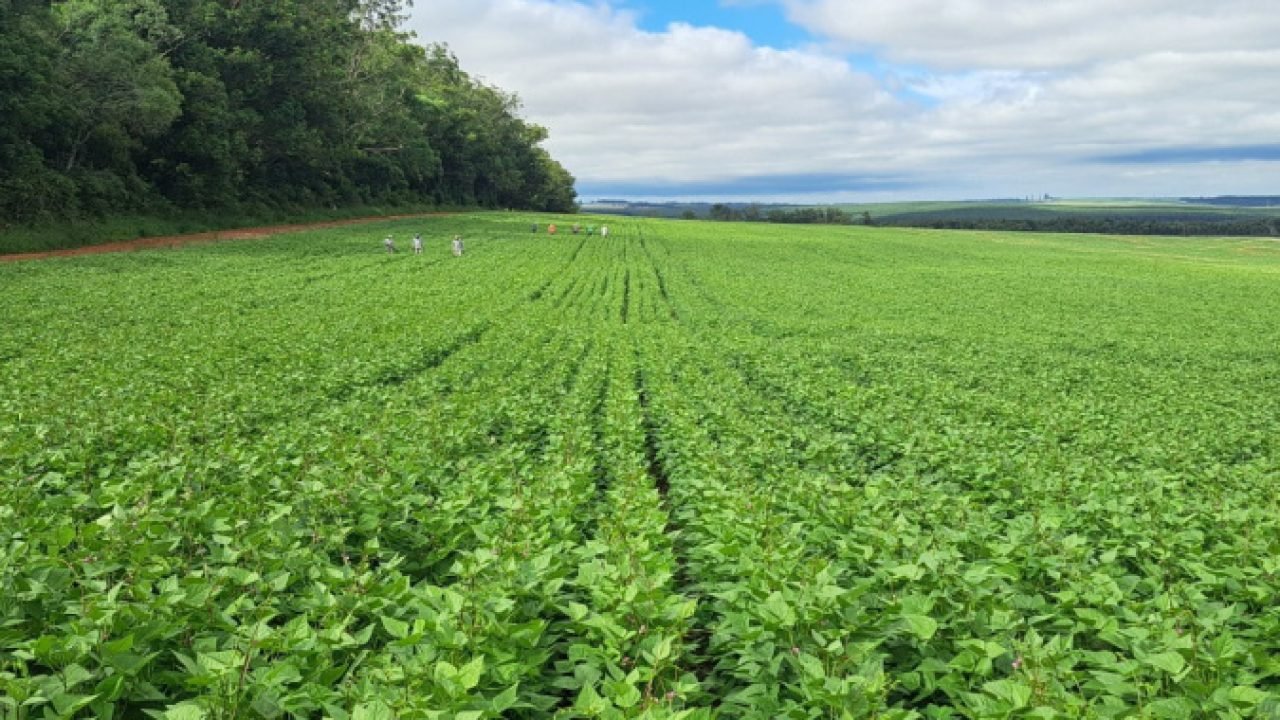 Cultivares desenvolvidas no Paraná são quase 40% das sementes de feijão do País