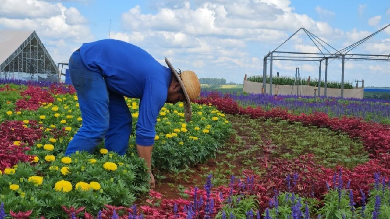320 mil mudas de flores dão cor e beleza ao parque do Show Rural