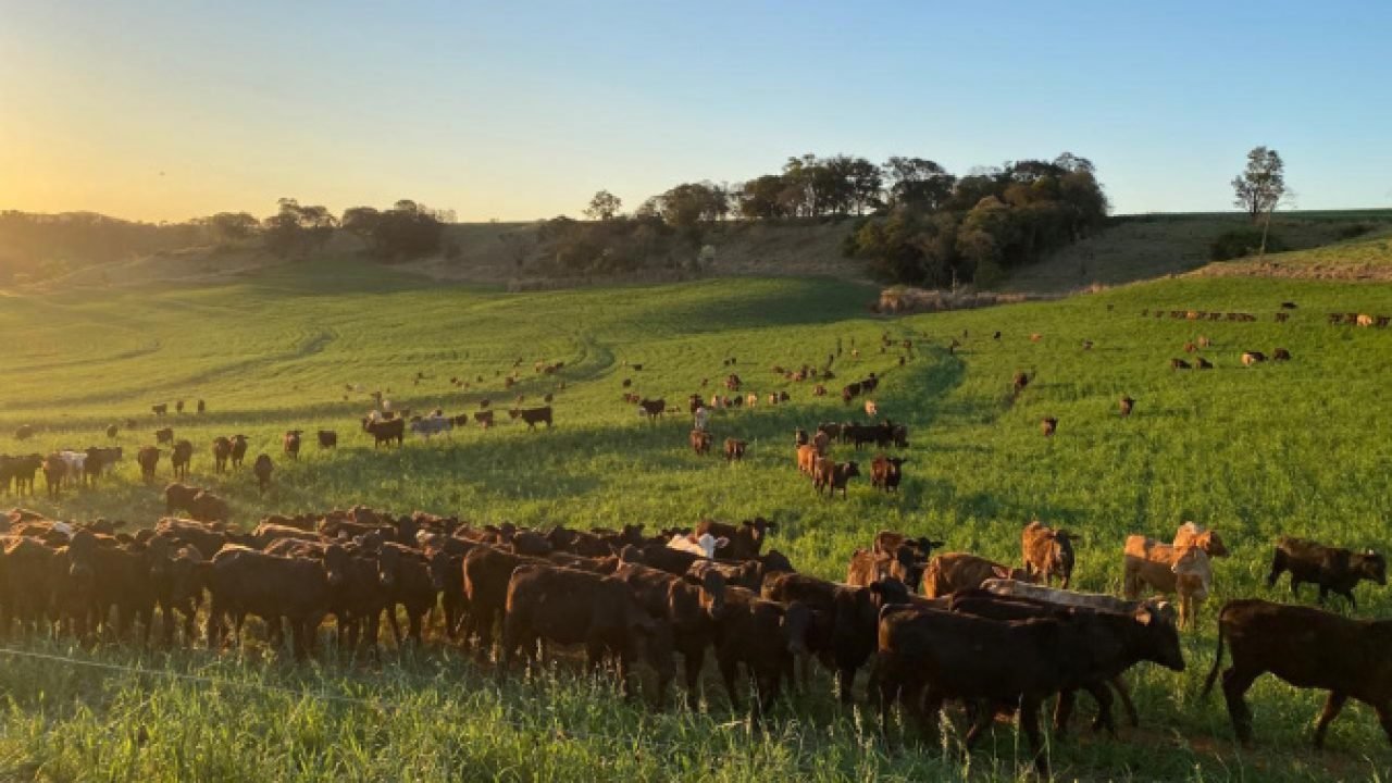 Portaria da Adapar intensifica regras para combate à brucelose e tuberculose bovina no Paraná