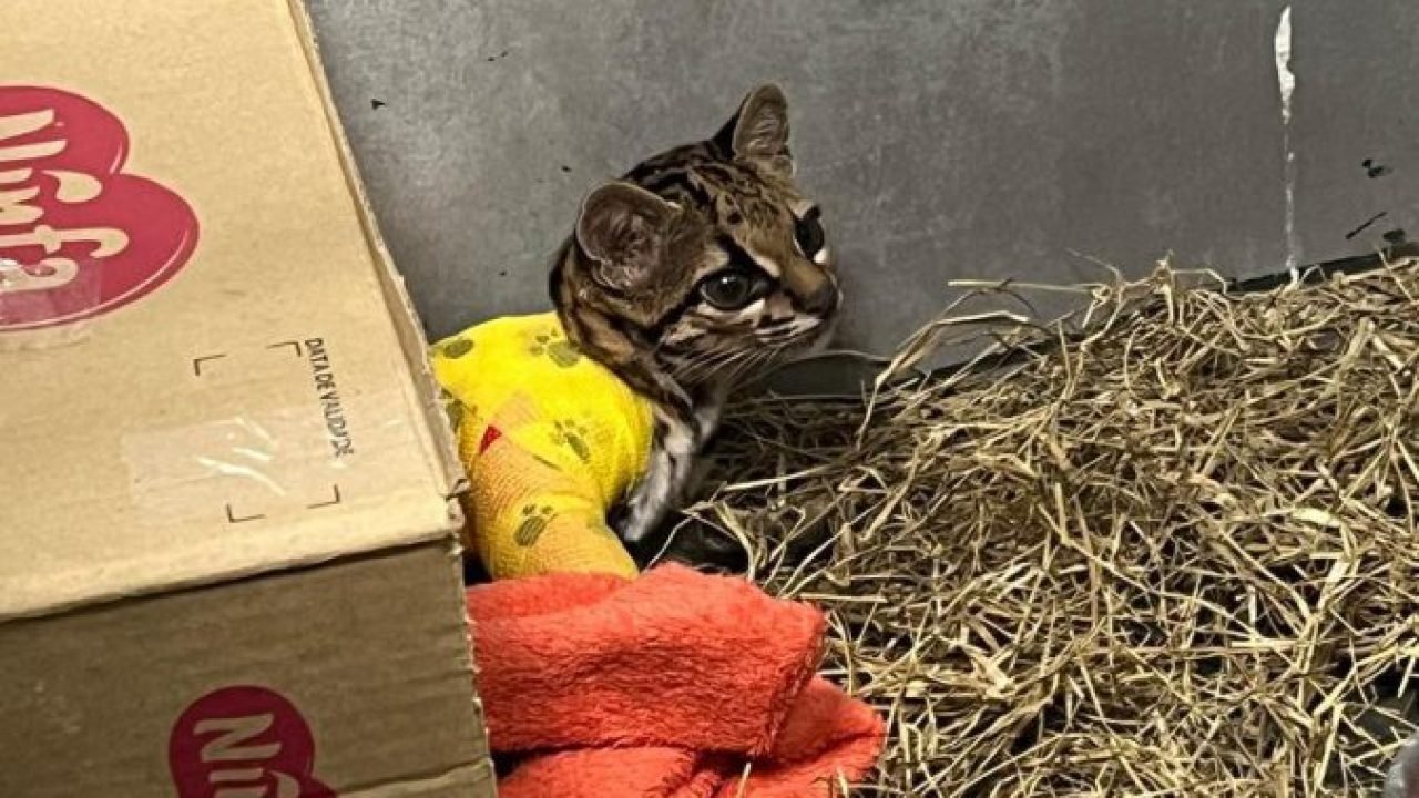 Após longo tratamento, gato-maracajá atropelado é devolvido à natureza