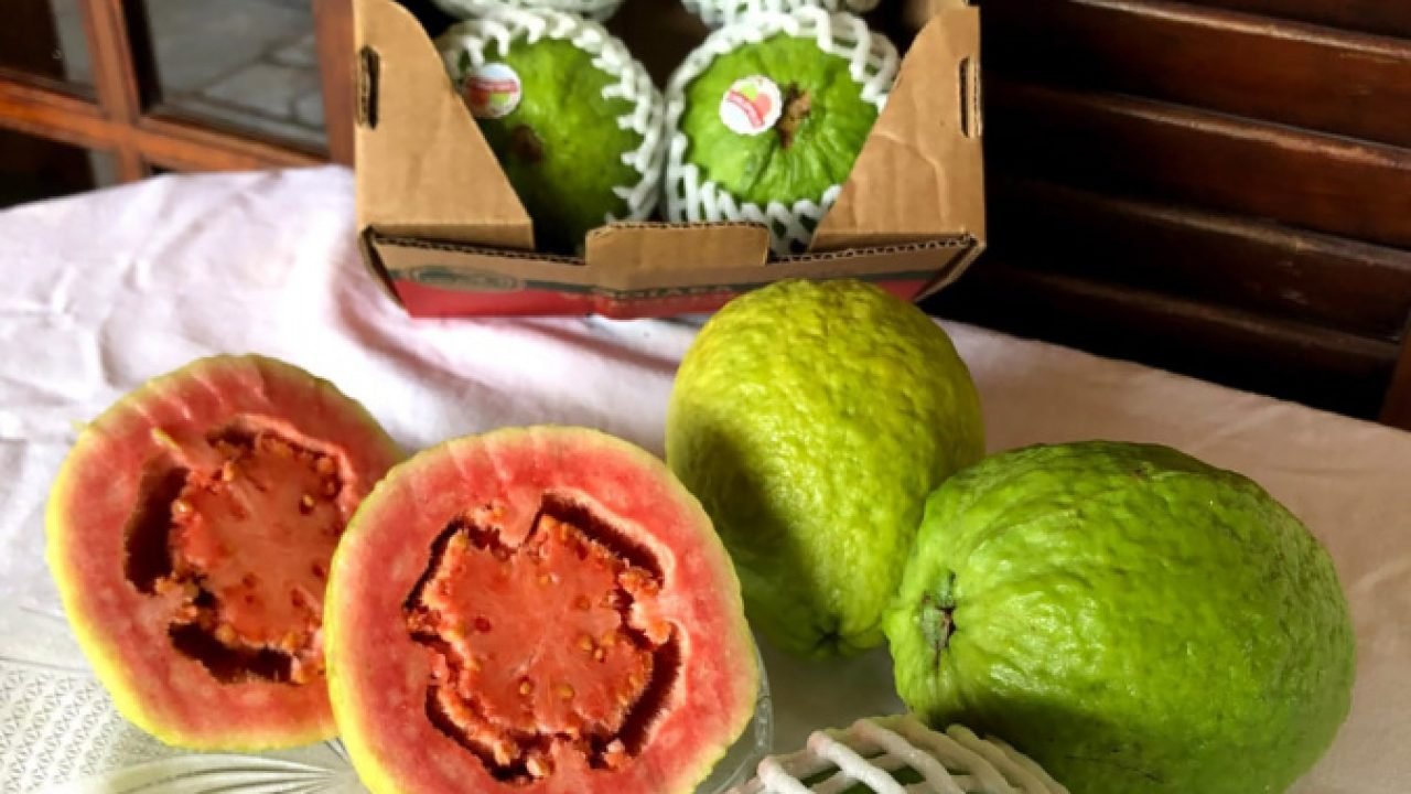 Com apoio do Estado, Carlópolis fez em 2025 a 1ª exportação direta de goiaba