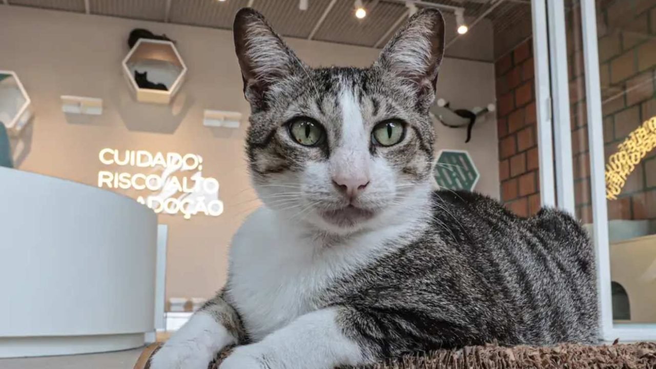 guarda-compartilhada-pets